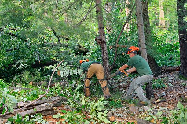 Best Weed Control  in Wharton, NJ